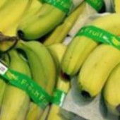 Chuối Việt Nam lần đầu tiên xuất khẩu Nhật 